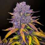 Purple Lemonade Auto cannabis flower close-up