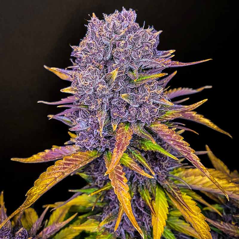 Purple Lemonade Auto cannabis flower close-up
