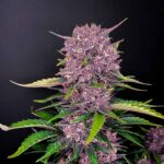 Purple Lemonade Auto flowering cannabis plant