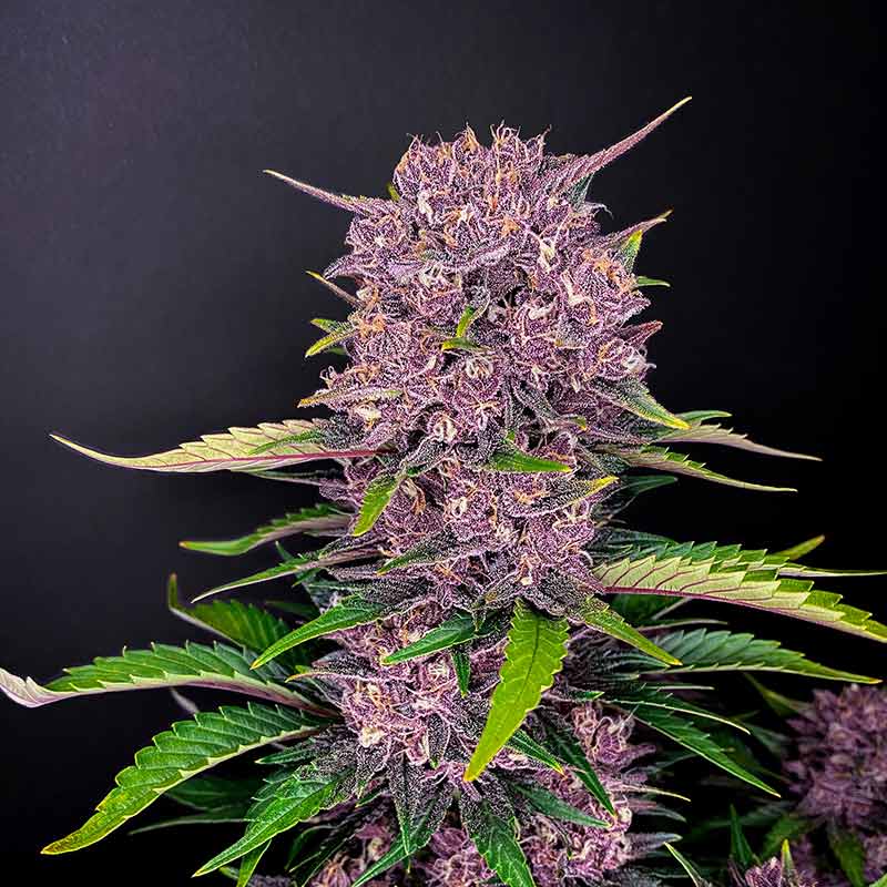Purple Lemonade Auto flowering cannabis plant