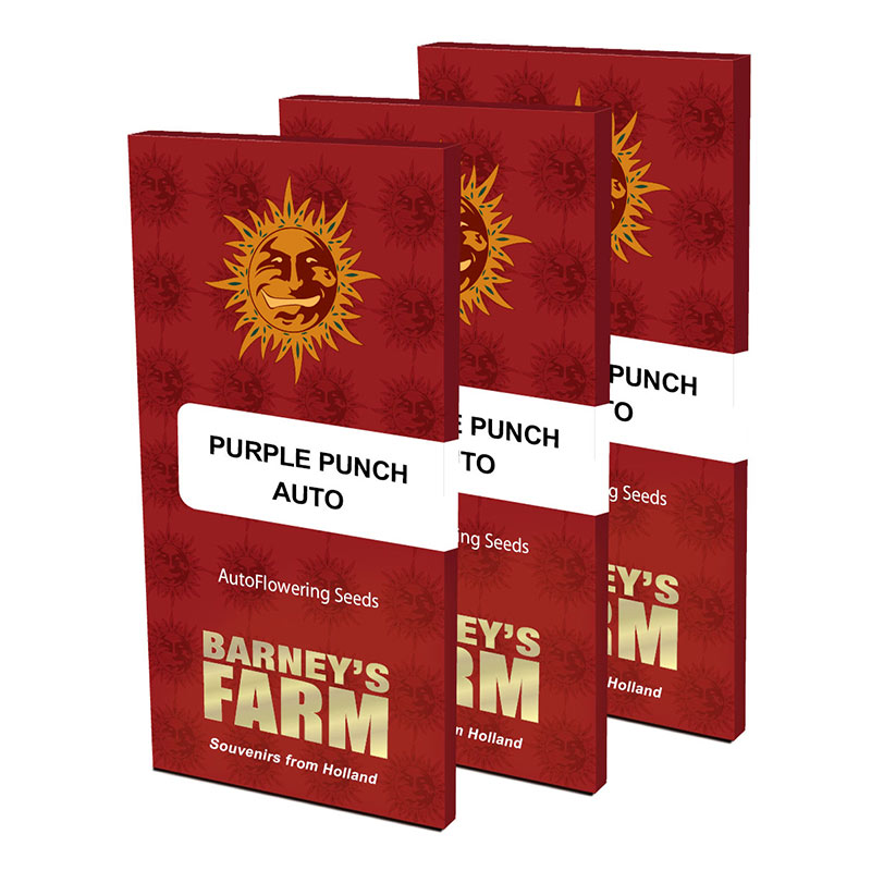 Purple Punch Auto Feminized Seeds by Barney's Farm