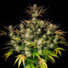 Apple Strudel Auto Feminized Seeds | FastBuds Autoflower Seeds Evertree 4