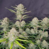 Apricot Auto Feminized Seeds | FastBuds Autoflower Seeds Evertree 4