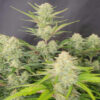 Apricot Auto Feminized Seeds | FastBuds Autoflower Seeds Evertree 5