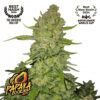 Papaya Cookies Auto Feminized Seeds | FastBuds Autoflower Seeds Evertree 2