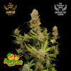 Apricot Auto Feminized Seeds | FastBuds Autoflower Seeds Evertree 2