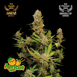 Apricot Auto Feminized Seeds | FastBuds Autoflower Seeds Evertree