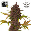 LSD-25 Auto Feminized Seeds | FastBuds Autoflower Seeds Evertree 2