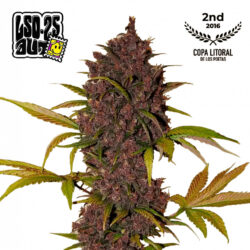 LSD-25 Auto Feminized Seeds | FastBuds Autoflower Seeds Evertree