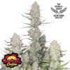 Tropicana Cookies Auto Feminized Seeds  | FastBuds Autoflower Seeds Evertree 2