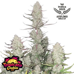 Tropicana Cookies Auto Feminized Seeds  | FastBuds Autoflower Seeds Evertree