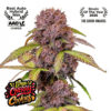 Lemon Cherry Cookies Auto Feminized Seeds | FastBuds Autoflower Seeds Evertree 2