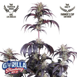 Strawberry Gorilla Auto RF3 Feminized Seeds  | FastBuds Autoflower Seeds Evertree