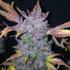LSD-25 Auto Feminized Seeds | FastBuds Autoflower Seeds Evertree 3