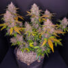 LSD-25 Auto Feminized Seeds | FastBuds Autoflower Seeds Evertree 5