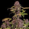 Lemon Cherry Cookies Auto Feminized Seeds | FastBuds Autoflower Seeds Evertree 7