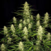 Papaya Cookies Auto Feminized Seeds | FastBuds Autoflower Seeds Evertree 4