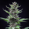 Tropicana Cookies Auto Feminized Seeds  | FastBuds Autoflower Seeds Evertree 7