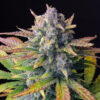Tropicana Cookies Auto Feminized Seeds  | FastBuds Autoflower Seeds Evertree 4