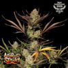 Apple Strudel Auto Feminized Seeds | FastBuds Autoflower Seeds Evertree 2