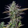 Blue Cheese Autoflowering | Royal Queen Seeds Autoflower Seeds Evertree 5