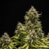 Blue Cheese Autoflowering | Royal Queen Seeds Autoflower Seeds Evertree 3