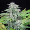 Critical Feminized | Royal Queen Seeds Cannabis Seeds Evertree 3