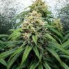 Dance World CBD Feminized | Royal Queen Seeds Cannabis Seeds Evertree 5