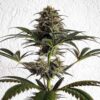Dance World CBD Feminized | Royal Queen Seeds Cannabis Seeds Evertree 4