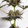 Dance World CBD Feminized | Royal Queen Seeds Cannabis Seeds Evertree 3
