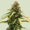 Epsilon F1 Hybrids | Royal Queen Seeds Cannabis Seeds Evertree 3