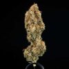 Epsilon F1 Hybrids | Royal Queen Seeds Cannabis Seeds Evertree 6