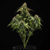 Epsilon F1 Hybrids | Royal Queen Seeds Cannabis Seeds Evertree 5