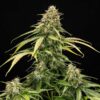 Epsilon F1 Hybrids | Royal Queen Seeds Cannabis Seeds Evertree 4