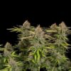 Euphoria CBD Feminized | Royal Queen Seeds Cannabis Seeds Evertree 6
