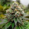 Euphoria CBD Feminized | Royal Queen Seeds Cannabis Seeds Evertree 5