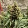Euphoria CBD Feminized | Royal Queen Seeds Cannabis Seeds Evertree 4