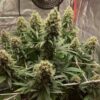 Euphoria CBD Feminized | Royal Queen Seeds Cannabis Seeds Evertree 3