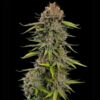Euphoria CBD Feminized | Royal Queen Seeds Cannabis Seeds Evertree 2