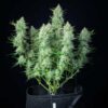 Green Gelato Autoflowering | Royal Queen Seeds Autoflower Seeds Evertree 6
