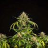 Green Gelato Autoflowering | Royal Queen Seeds Autoflower Seeds Evertree 4