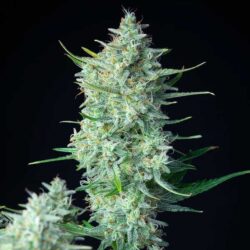 Green Gelato Autoflowering | Royal Queen Seeds Autoflower Seeds Evertree