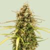 Milky Way F1 Hybrids | Royal Queen Seeds Cannabis Seeds Evertree 5