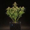 Milky Way F1 Hybrids | Royal Queen Seeds Cannabis Seeds Evertree 4