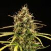 Milky Way F1 Hybrids | Royal Queen Seeds Cannabis Seeds Evertree 3