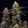 Northern Light Autoflowering | Royal Queen Seeds Autoflower Seeds Evertree 5