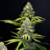 O.G. Kush Feminized | Royal Queen Seeds Cannabis Seeds Evertree 6