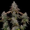 O.G. Kush Feminized | Royal Queen Seeds Cannabis Seeds Evertree 5