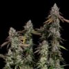 O.G. Kush Feminized | Royal Queen Seeds Cannabis Seeds Evertree 4