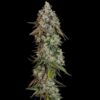 O.G. Kush Feminized | Royal Queen Seeds Cannabis Seeds Evertree 3